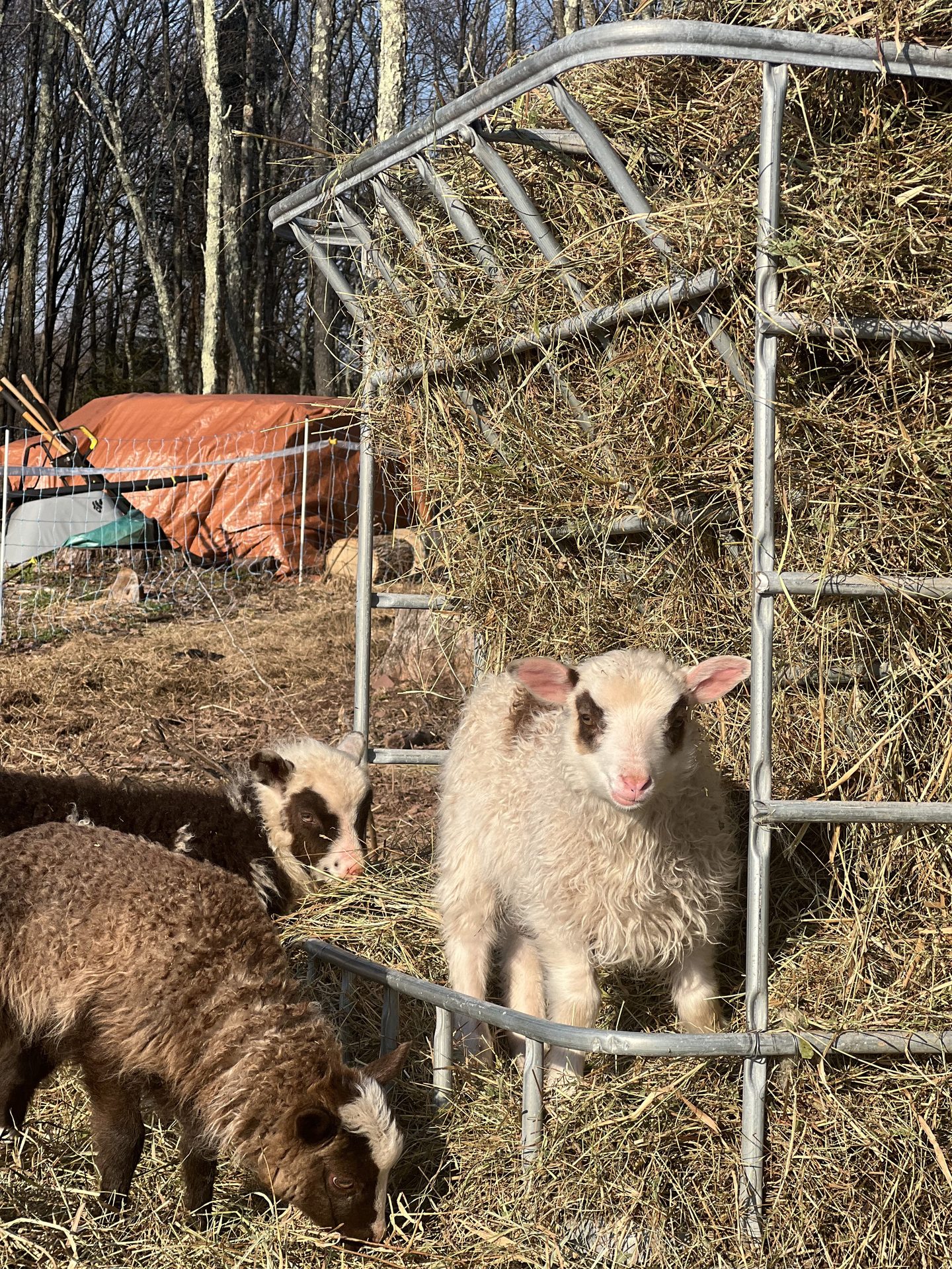 Baby lambs at the hay feeder