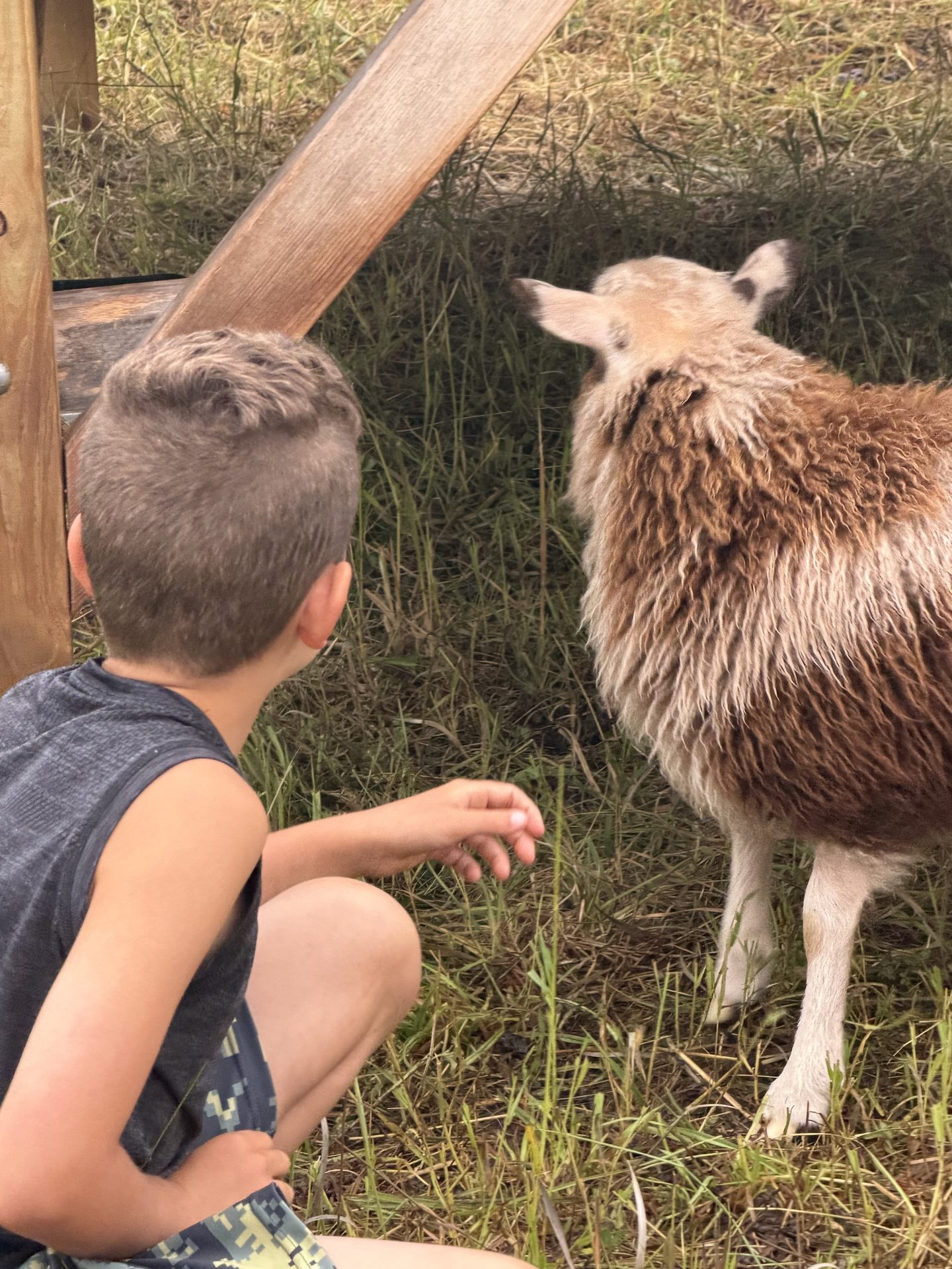 Boy with a young sheep