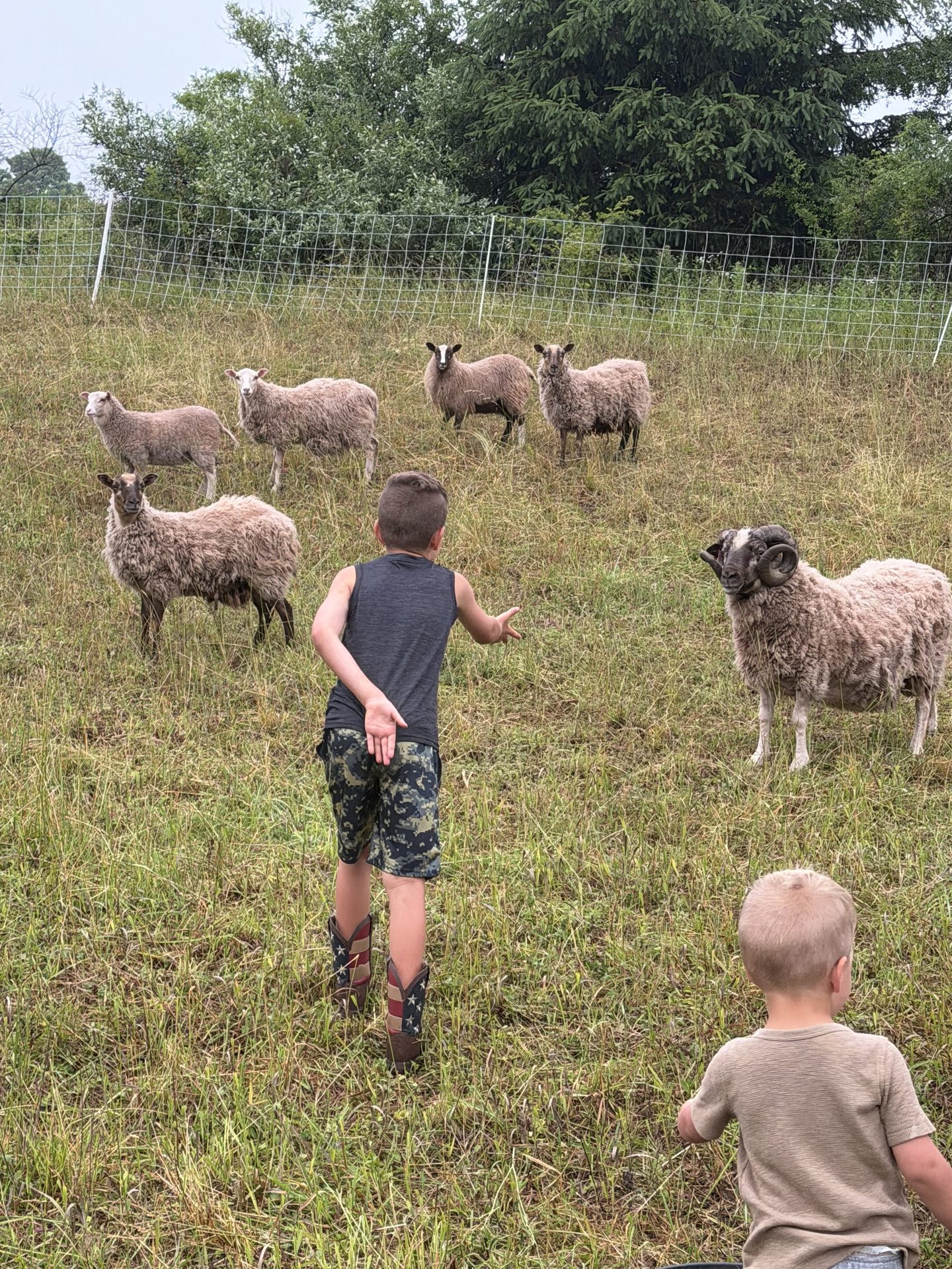 Two boys with the flock