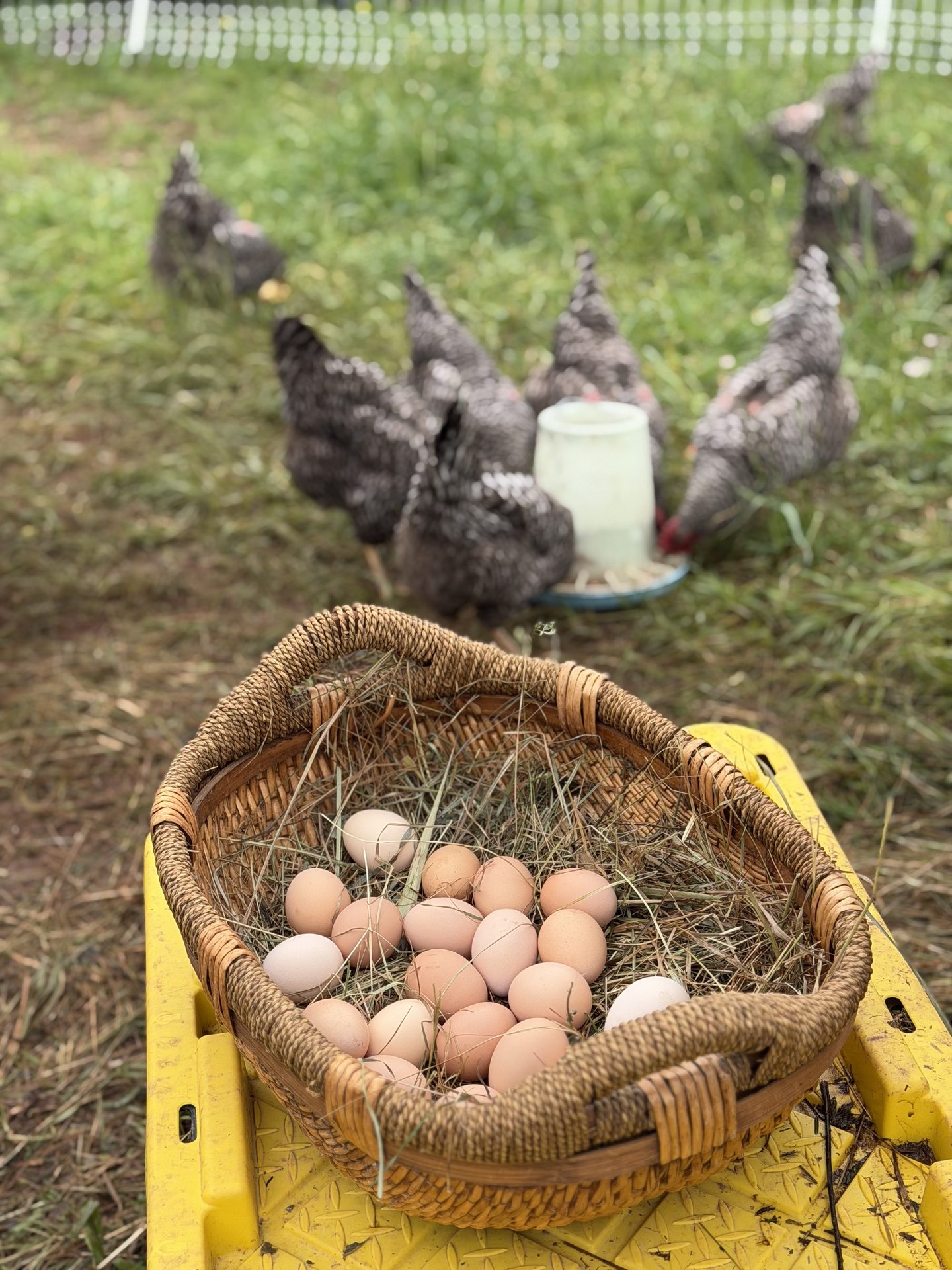 Basket of fresh eggs