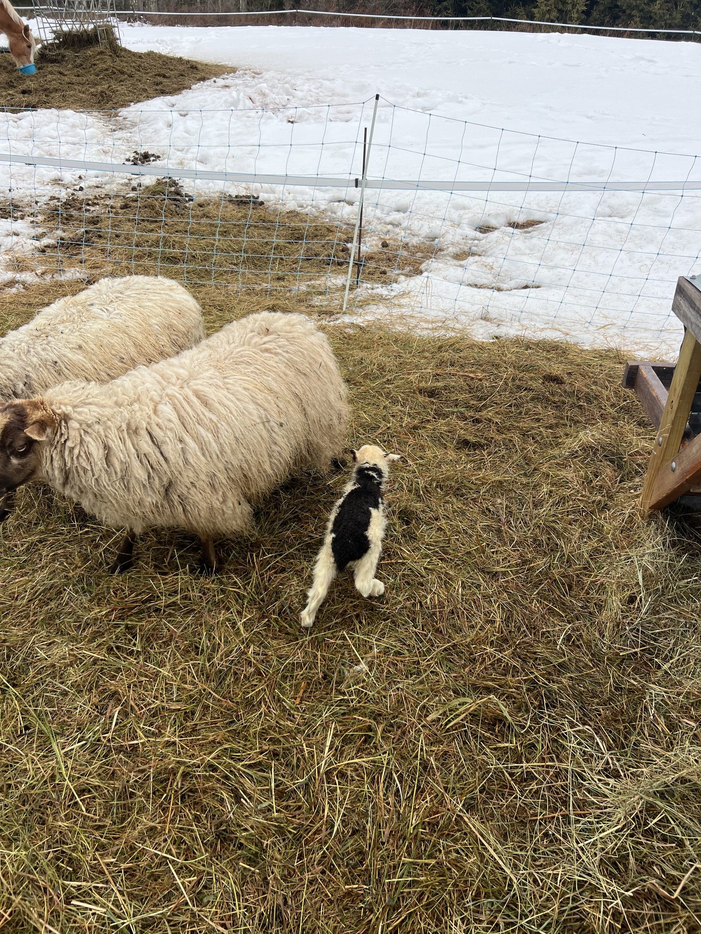 Newborn lamb in the snow
