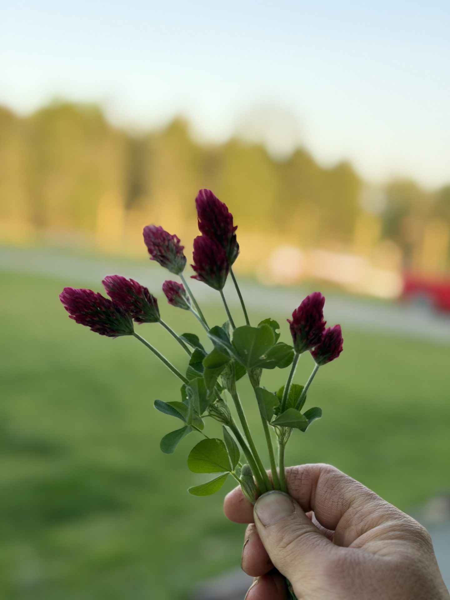 Clover at golden hour