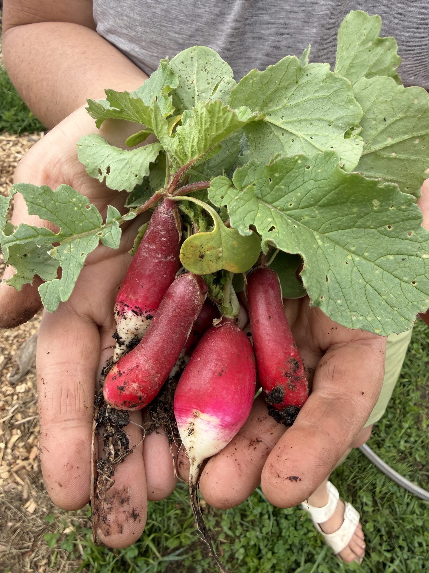 Hands holding fresh radishes