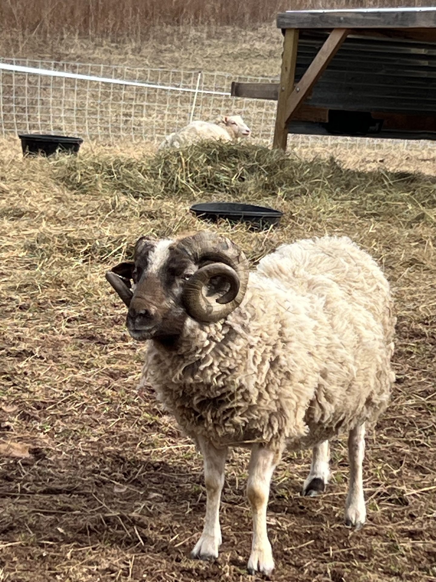 Sam the Shetland ram