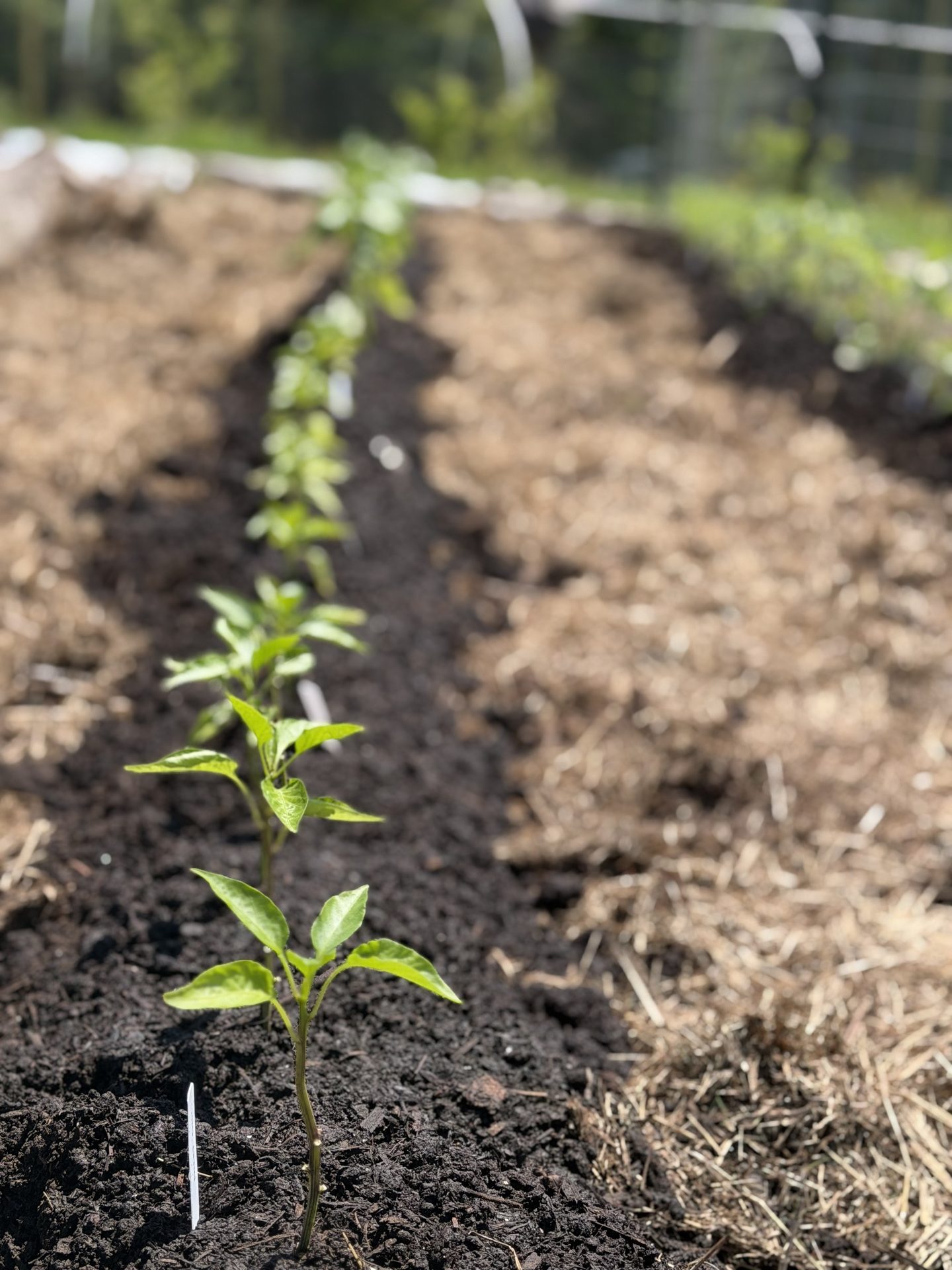 Seedling rows in the garden